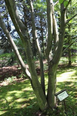 Hovenia dulcis - dužistopka sladká - kmen